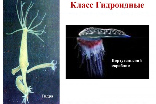 Kraken istand onion ссылка